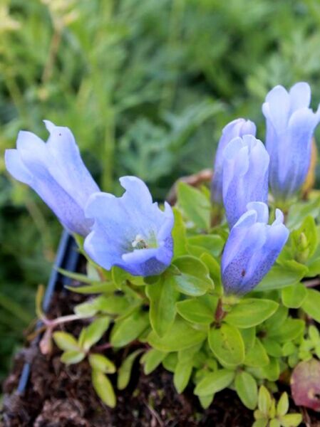 Gentiana makinoi Blue Magic  /