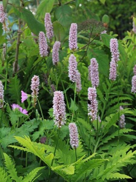 Bistorta officinalis (bistorta) / Wiesen-Knöterich