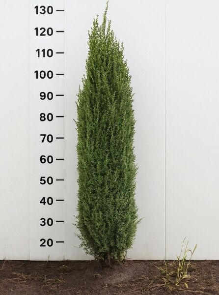 Säulen-Wacholder 'Sentinel' (Juniperus communis 'Sentinel'), 100-125 cm, im Ballen, säulenförmiger Nadelgehölz-Strauch.