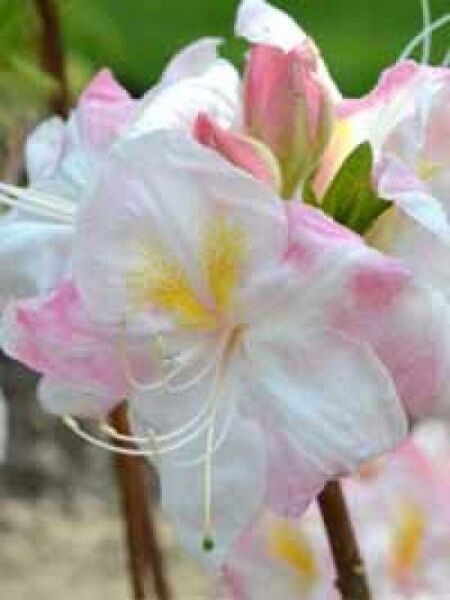 Laubabwerfende Azalee 'Satomi' / Azalea luteum 'Satomi' (Knap-Hill)