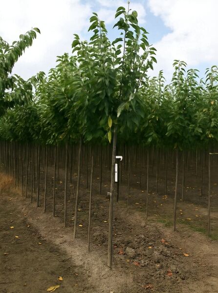 Prunus avium 'Plena' / Vogel-Kirsche 'Plena' Hochstamm, 10-12 StU, mit Drahtballen, Jungbaum mit grünen Blättern