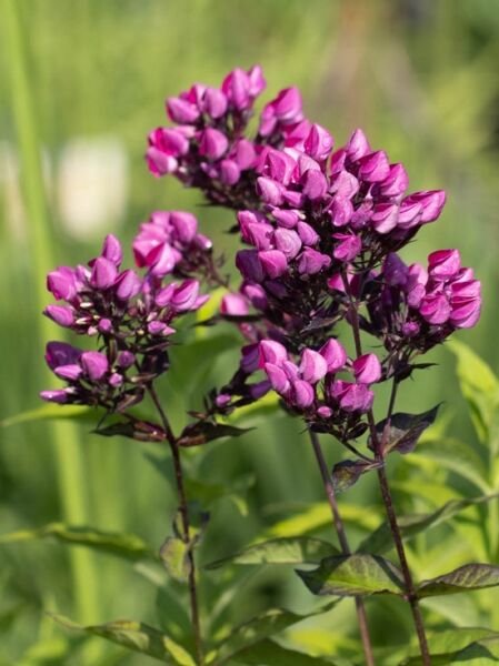 Großblättrige Flammenblume 'Butonik' / Großblättrige Flammenblume 'Butonik'