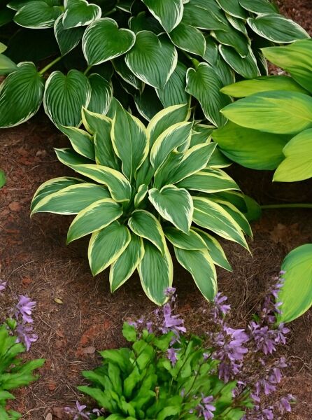 Graublättrige Goldrand-Garten-Funkie 'Aureomarginata' (Hosta fortunei) mit grün-gelb panaschierten Blättern im Horst.