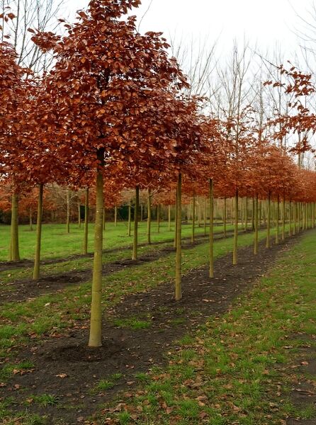 Blutbuche (Fagus sylvatica 'Atropurpurea') Hochstamm 30–35 StU, Reihe von Bäumen mit dunkelrotem Laub und geradem Stamm
