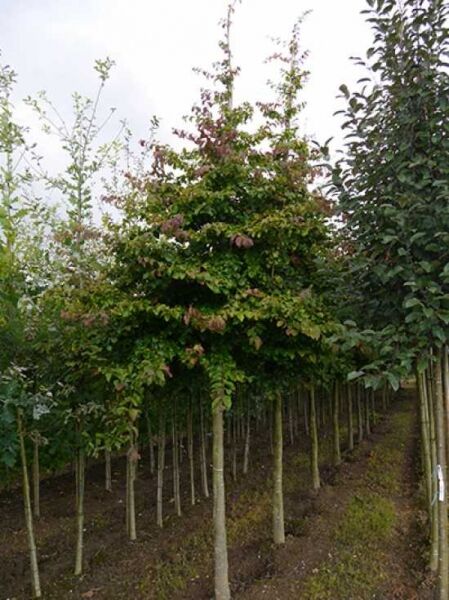 Parrotia persica (Eisenholzbaum) Hochstamm 20-25 StU mit Drahtballen, Baum mit rundlicher Krone und grünem Laub im Feldanbau