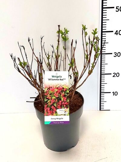 Weigela 'All Summer Red' / Glockenstrauch - Weigela 'All Summer Red ®'