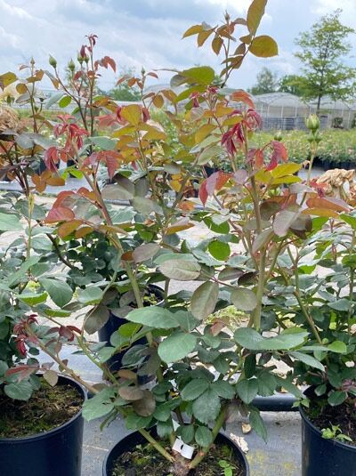 Beetrose Rosa 'Gräfin Elke zu Rantzau' (C5) als Rosenpflanze im Topf mit grünem Laub und rötlichem Neuaustrieb.
