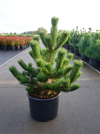 Pinus nigra 'Oregon Green' / Österreichische Schwarz-Kiefer 'Oregon Green', 80-100 cm, im Container C25 mit dunkelgrünen Nadeln