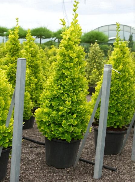 Japanischer Spindelstrauch ‘Aureus’ (Euonymus japonicus ‘Aureus’) 125–150 cm, C35, kegelförmiger Strauch im Container mit gelbgrünem Laub.
