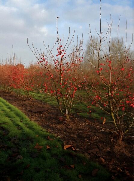 Malus 'Red Sentinel' / Zierapfel 'Red Sentinel', mehrstämmig, 250-300 cm, mit roten Früchten an kahlen Zweigen im Feldbestand