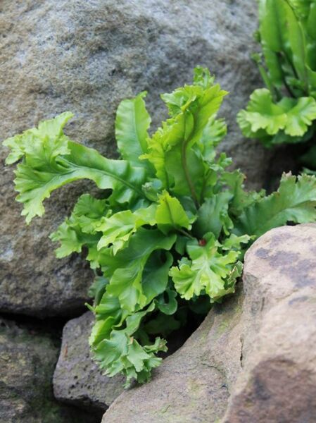 Phyllitis scolopendrium 'Cristata' / Hahnenkamm Hirschzungenfarn 'Cristata' mit grünen, gekräuselten Farnwedeln zwischen Steinen