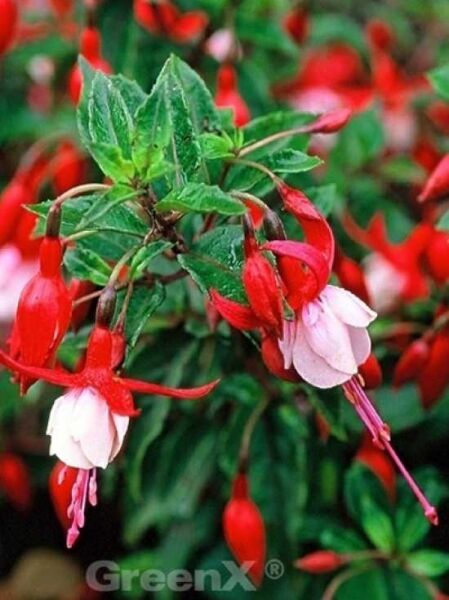 Fuchsia 'Madame Cornelissen' / Fuchsie 'Madame Cornelissen'