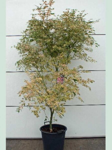 Japanischer Schmetterlings-Ahorn Acer palmatum 'Butterfly' im Topf, 100-125 cm, C20, mehrstämmig mit fein gelappten Blättern.
