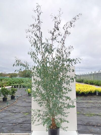 Mostgummi-Eukalyptus / Tasmanischer Eukalyptus