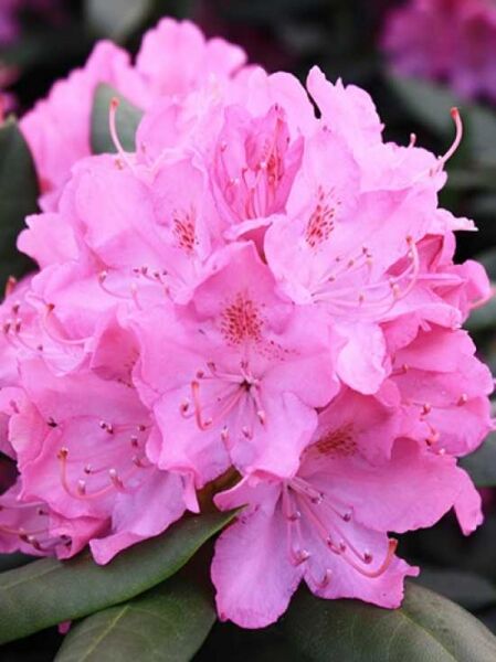 Rhododendron Hybride 'INKARHO English Roseum' / Rhododendron 'INKARHO English Roseum'