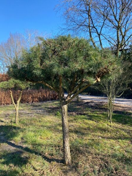 Pinus sylvestris 'Norske Typ' Pinienform   / Norwegische Kiefer / Föhre (Nr.1172)