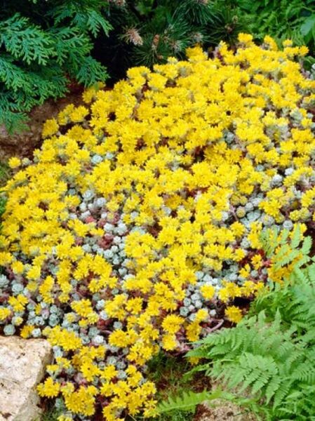 Silberspatel-Fetthenne 'Cape Blanco' / Sedum spathulifolium 'Cape Blanco'