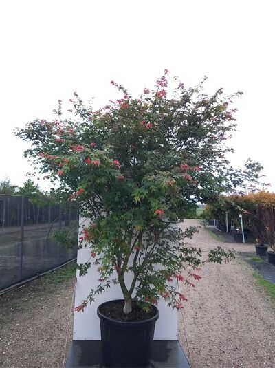 Japanischer Ahorn Acer palmatum 'Deshojo', mehrstämmiger Fächer-Ahorn im Container C110, ca. 200–250 cm hoch, mit rotem Austrieb.