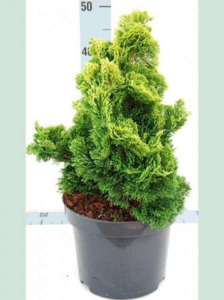 Hinoki-Scheinzypresse 'Aurora' (Chamaecyparis obtusa) 25-30 cm C7 im Topf, kompakter Nadelstrauch mit gelbgrünem Laub