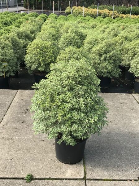 Pittosporum tobira 'Variegatum' / Weißbunter Chinesischer Klebsame 'Variegatum', buschiger Strauch im Topf C20, 80–100 cm