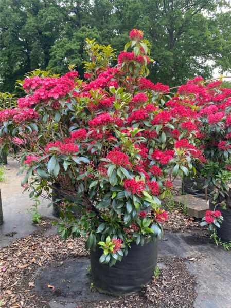 Kalmia latifolia 'Pinkobello' (Lorbeerrose/Berglorbeer) 120–140 cm, Solitär im Topf, mit kräftig rosa Blütenständen