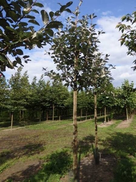 Sorbus aria 'Magnifica' / Mehlbeere 'Magnifica'