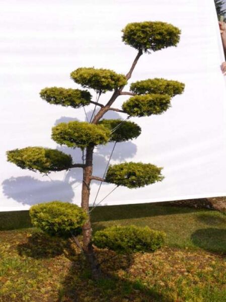Taxus baccata 'Semperaurea' H: 80 cm B: 130 cm / Garten-Bonsai (0041)
