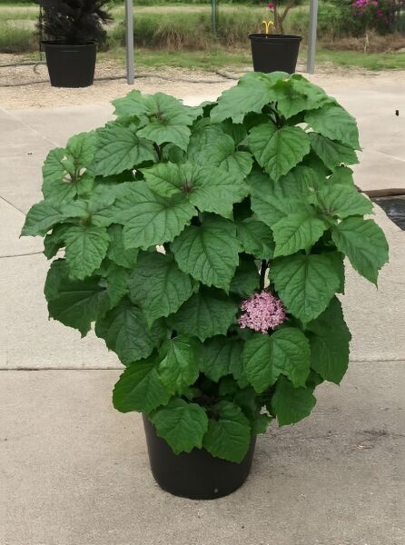 Weißbunter Losbaum (Clerodendrum bungei) im Topf C20, 80–100 cm, großer grüner Blattschmuck und rosa Blütenstand