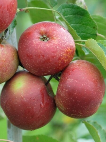Apfel 'Roter Boskoop'  / Apfel 'Roter Boskoop' 