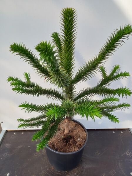 Chilenische Schmucktanne / Araukarie / Chilenische Schmucktanne / Araukarie