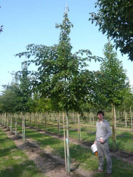 Rotstieliger Schlangenhaut-Ahorn (Acer capillipes) Hochstamm 20-25 StU, Baum mit Krone im Baumschulquartier.