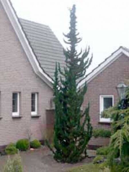Juniperus chinensis 'Kaizuka' / Chinesischer Wacholder 'Kaizuka'