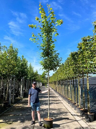 Acer rubrum 'Scanlon' (Rot-Ahorn) Hochstamm im Container, schlanker gerader Stamm mit kompakter Krone und grünem Laub.