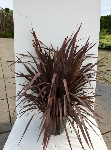 Phormium tenax 'Purpureum' / Roter Neuseeländer-Flachs 'Purpureum', rotbraunes, schwertförmiges Laub, 125-150 cm, C20