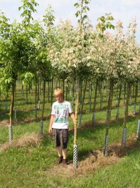 Flamingo-Ahorn (Acer negundo 'Flamingo') Hochstamm 8-10 StU mit Ballen, Baum in Baumschule mit weiß-grün panaschierten Blättern