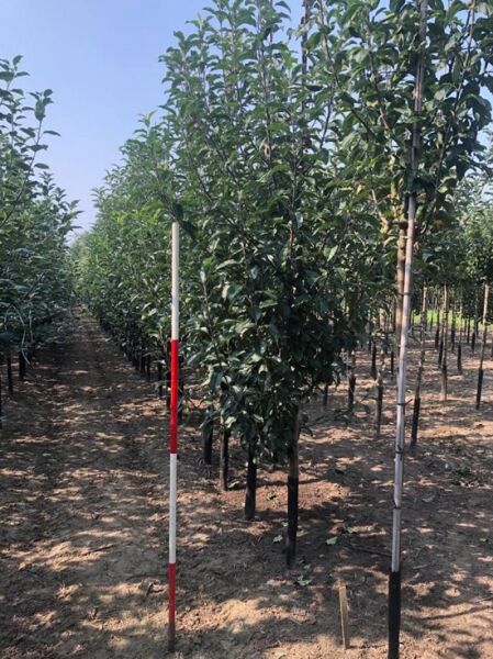 Apfel 'Gloster' / Apfel 'Gloster'