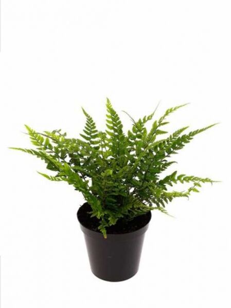 Polystichum tsus-simense (Schmaler Schildfarn) P11 im schwarzen Topf mit dichtem, grünem Farnlaub und aufrechten Wedeln