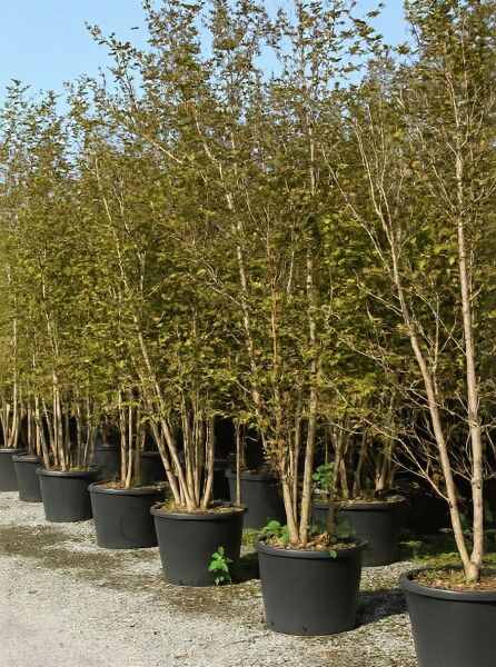 Stewartia pseudocamellia (Japanische Scheinkamelie/Sommerkamelie) mehrstämmig im Container C80, Höhe 300-350 cm.
