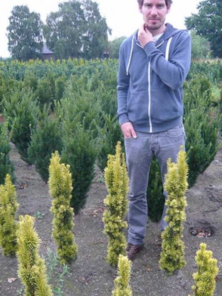 Gelbe Säulen-Eibe / Gelbe Säulen-Eibe