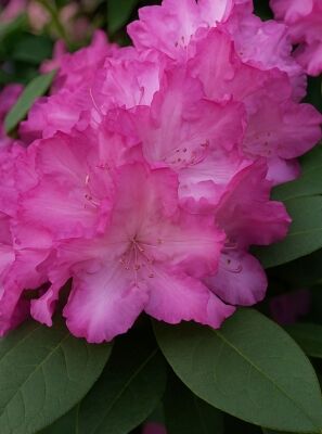 Rhododendron 'Blurettia' / Rhododendron yakushimanum 'Blurettia' kaufen