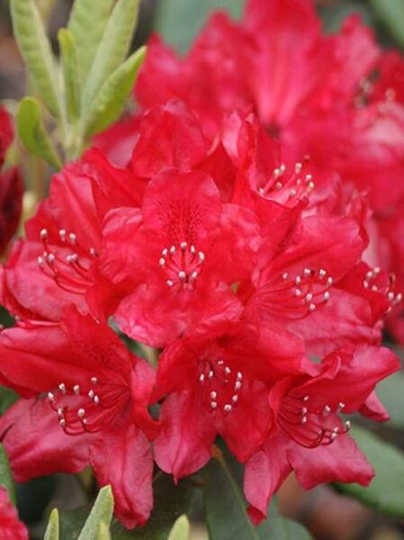 Rhododendron Hybride 'Hachmann's Feuerschein' / Rhododendron 'Hachmann's Feuerschein' mit roten Blüten und grünen Blättern