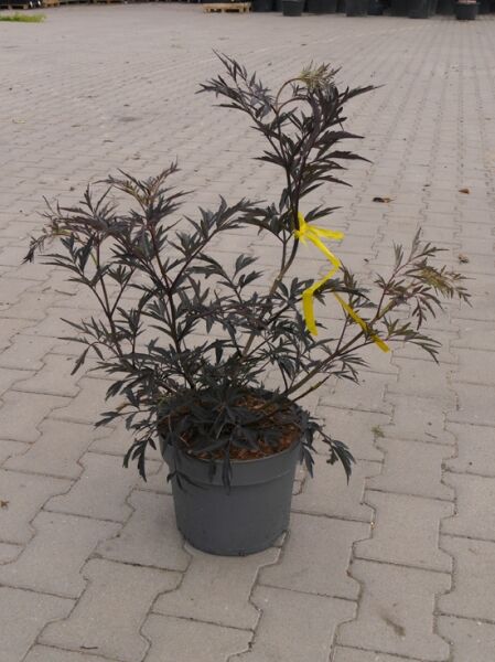 Sambucus nigra 'Black Lace®' / Rotblättriger Schlitz-Holunder 'Black Lace®', 50–60 cm, im Container C5 mit dunklem, fein geschlitztem Laub