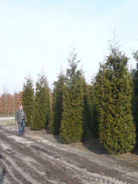Thuja plicata 'Atrovirens' / Riesen-Lebensbaum 'Atrovirens' 400-450 cm m. Db., Solitär, aufrecht wachsendes Nadelgehölz