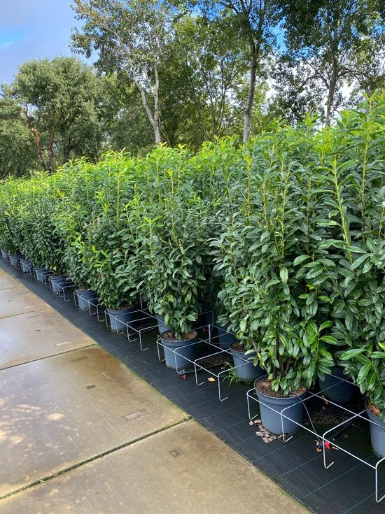 rhododendron dünger für kamelien Kamelien Dünger-Set