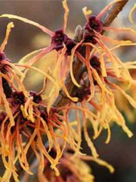 Hamamelis intermedia 'Orange Beauty' / Zaubernuss 'Orange Beauty'