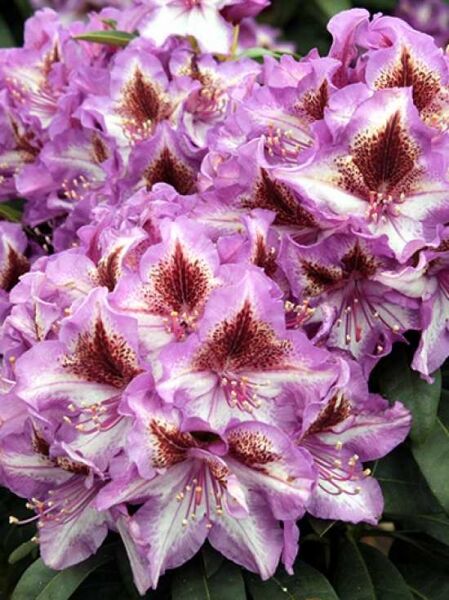 Rhododendron 'Sternschnuppe' (Rhododendron Hybride 'Sternschnuppe') mit rosa-violetten Blüten und dunkler Zeichnung im Blütenzentrum