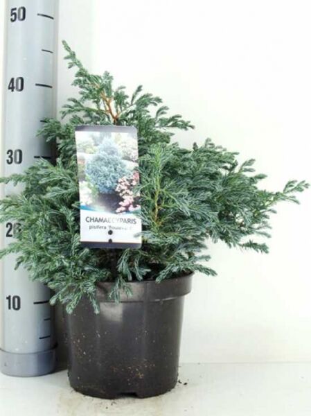 Chamaecyparis pisifera 'Boulevard' (Silber-Zypresse) im Topf, 25–30 cm, C3, mit Pflanzenetikett und blaugrünem Nadelkleid.