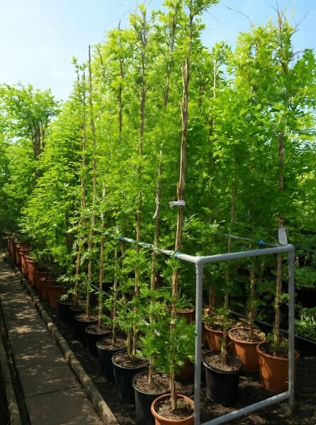 Wisteria floribunda 'Longissima Alba' / Weißer japanischer Blauregen, hohe Jungpflanzen im Topf, Variante 250-300 cm C12