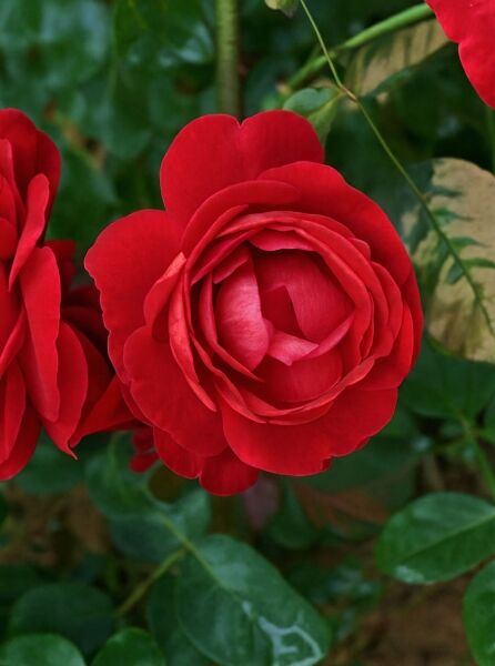 Rose 'Lilli Marleen' / Rose 'Lilli Marleen'