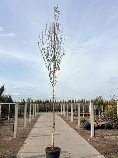 Kupfer-Birke 'Fascination' / Chinesische Birke 'Fascination' - Betula albosinensis 'Fascination'